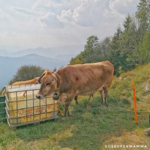 Mucche al pascolo - Foto di Sossupermamma -